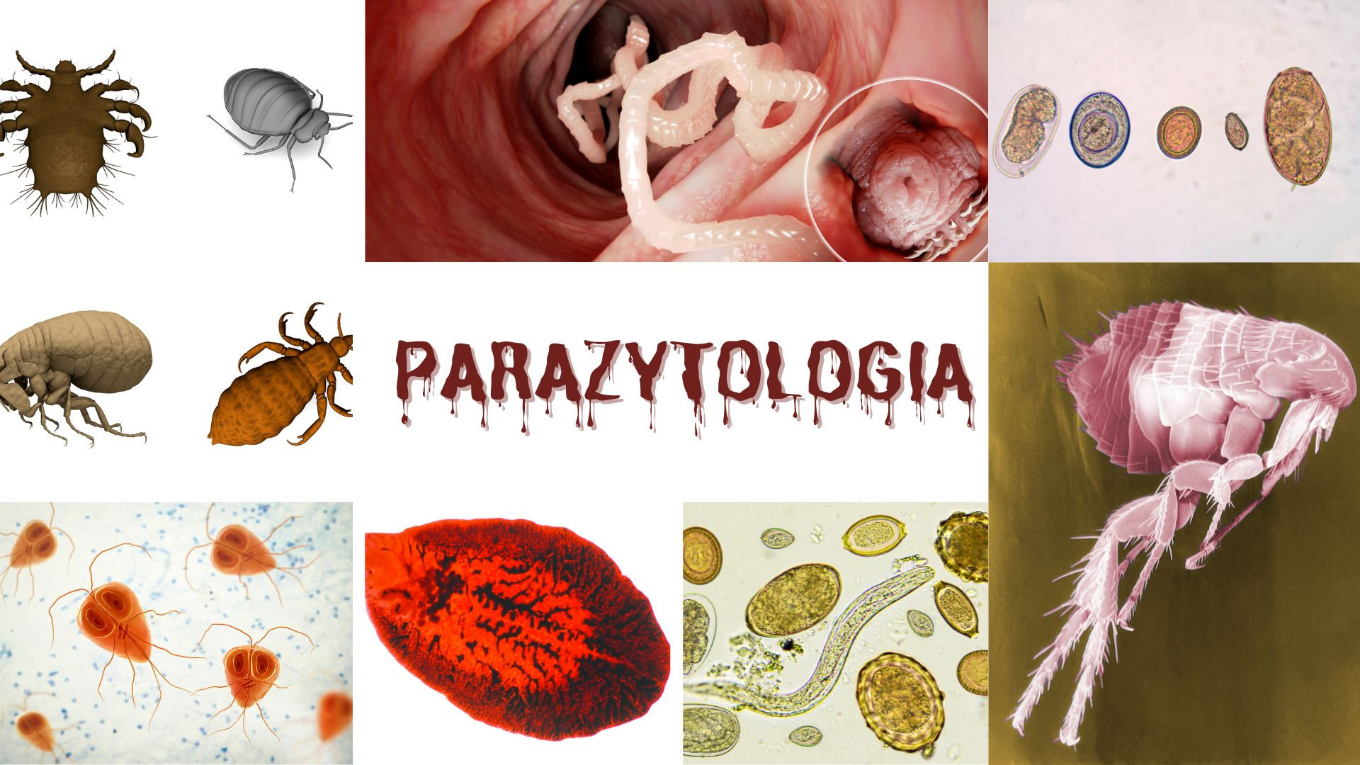 Parazytologia - J.Rewak-Soroczyńska - 24/25Z