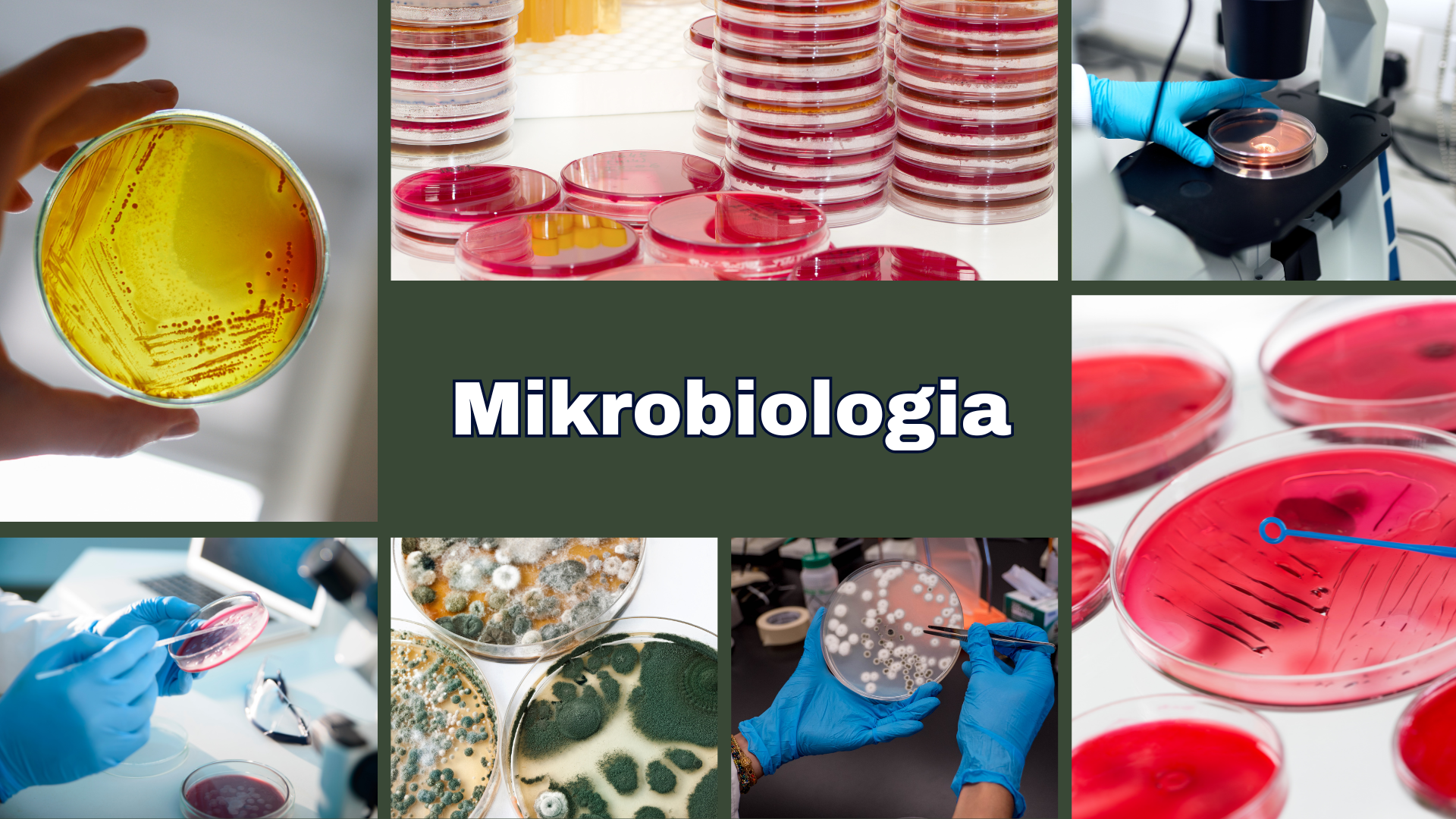 Mikrobiologia - K.Kot - 25/26L - CW - ST+NST